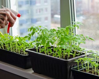 Misting tomato seedlings