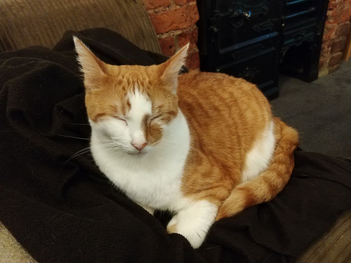 There's a decent level of detail in the fur of this cat too