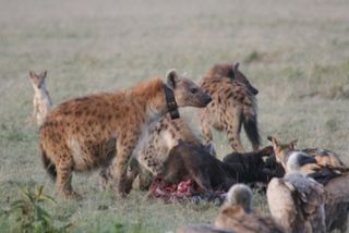 Hyena meal