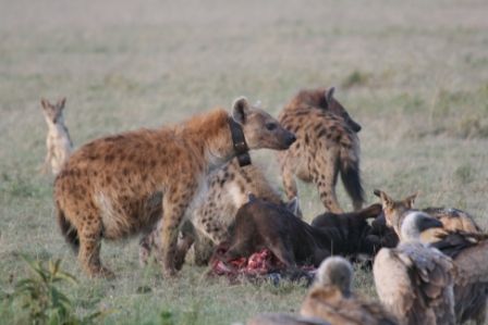 Image Gallery: Hyenas at the Kill | Live Science