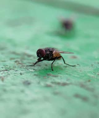 A fly standing on a mint green distressed wooden panel