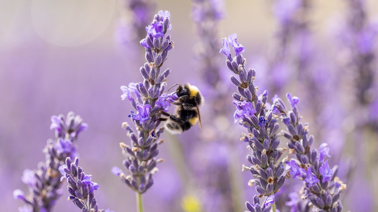 Types of bees