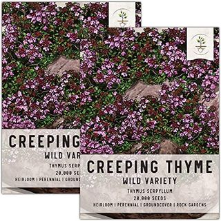 Creeping thyme seeds