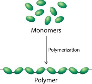 During a polymerization reaction, a large number of monomers become connected by covalent bonds to form a single long molecule, a polymer.