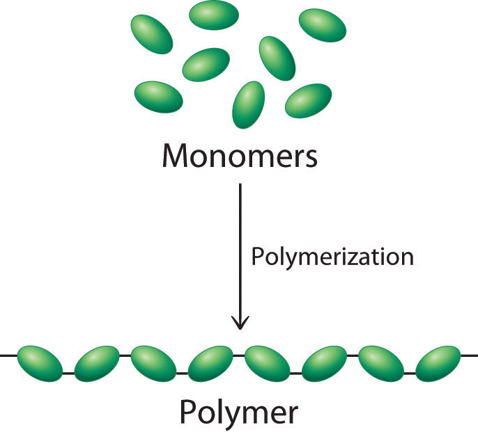 monomers join together to form polymers via