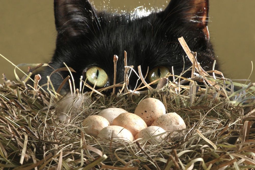 Birds hunt mockingbirds