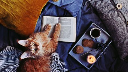 Hygge Home With Cat, Blanket, Cup Of Coffee And Candles 