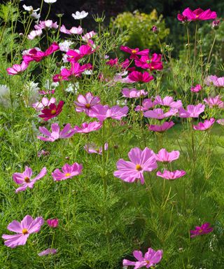 Cosmos flowers in late summer English garden