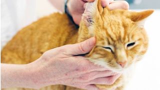 ear infections in cats