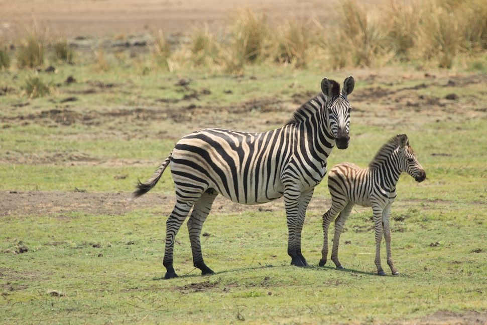 In Photos: Why Zebras Have Black and White Stripes | Live Science