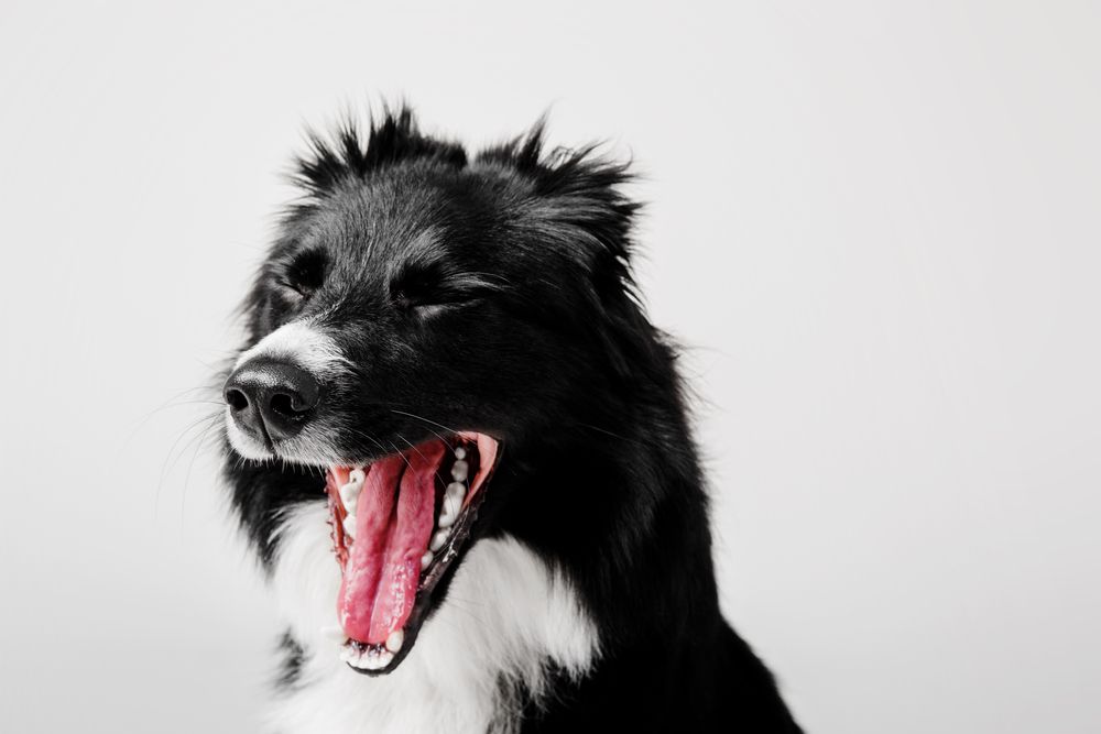 dog, yawn