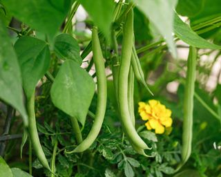 Provider green beans growing on vine