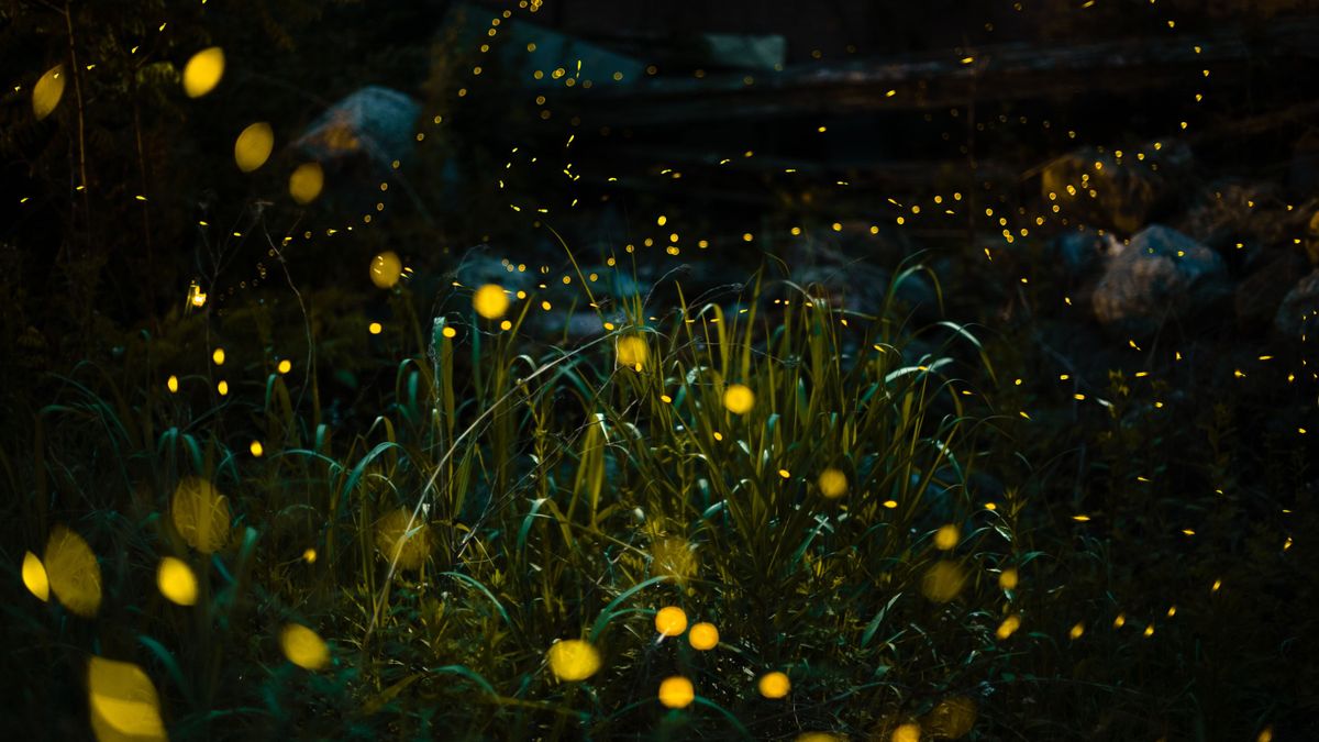 Fireflies Love This Native Flower – And Its Golden Blooms Light Up Summer Gardens