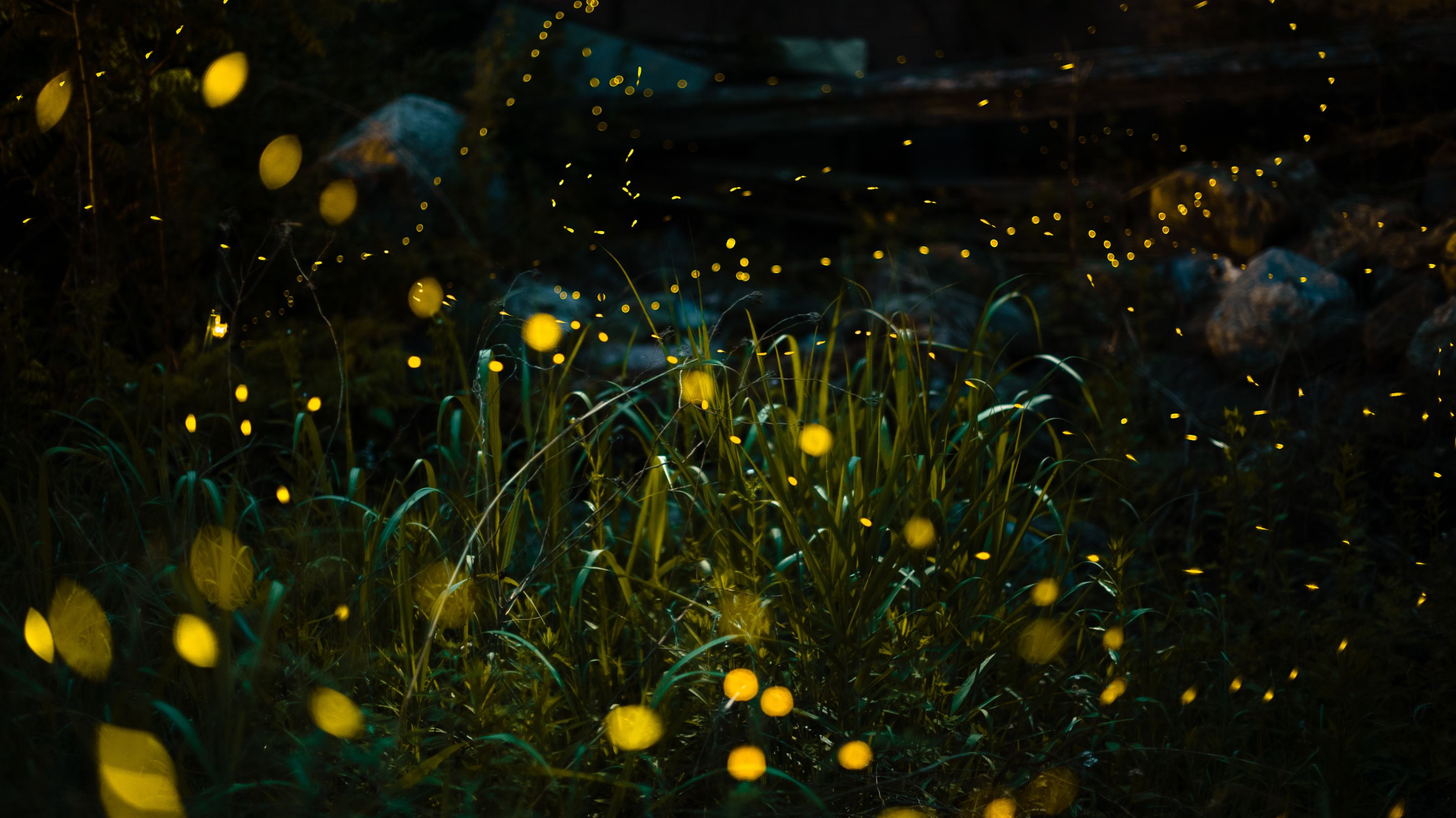 Close-up of illuminated fireflies over field at night