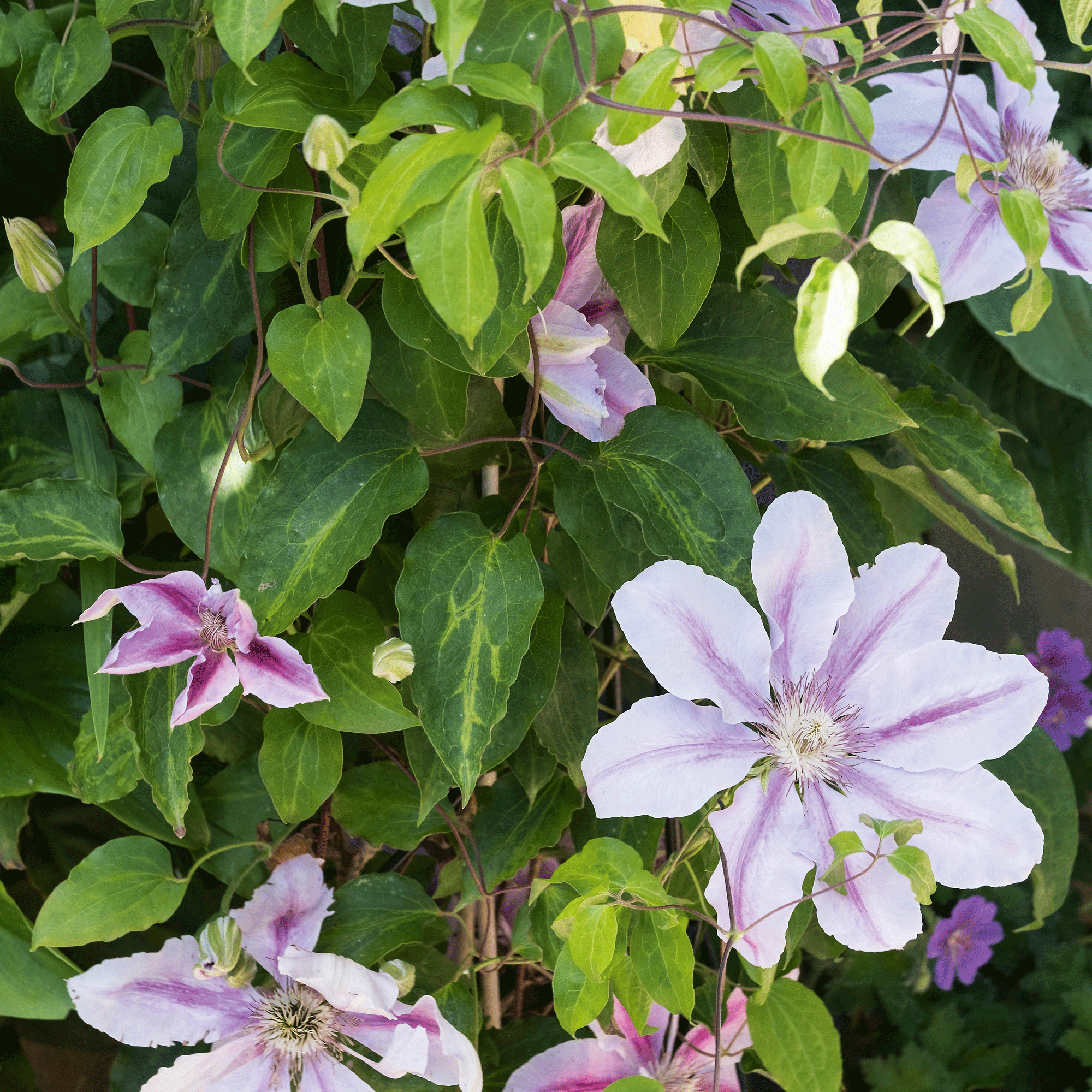 close up of Clematis 'Samaritan Jo'