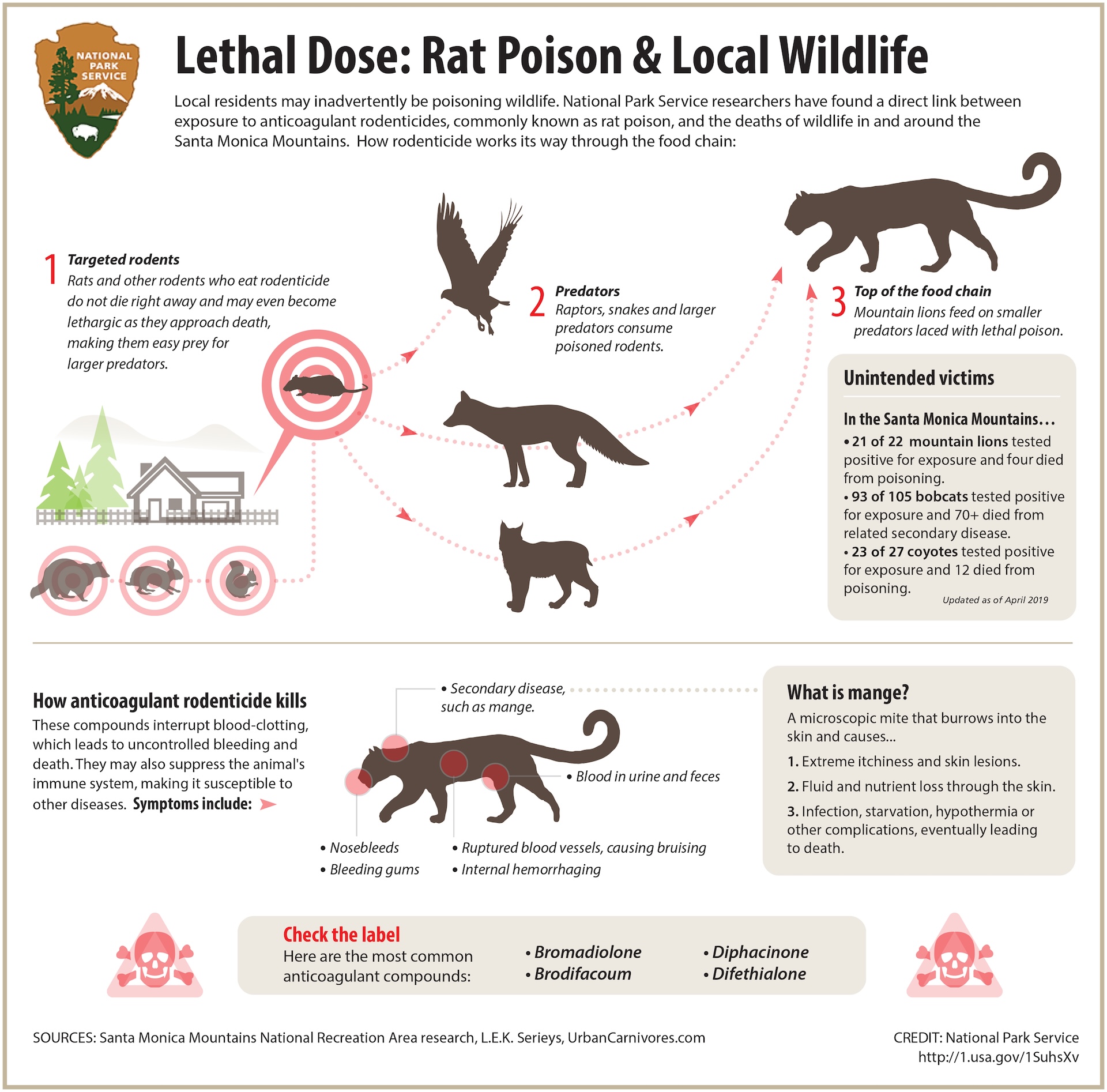 An informational diagram showing (1) how rat poison travels up the food chain and (2) what dangerous health effects are associated with rat poison