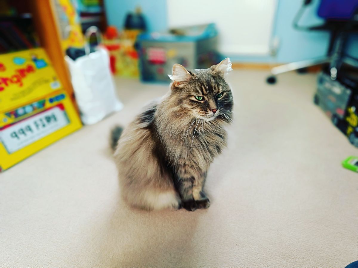 A portrait of a furry cat sitting in a child's room taken with an Infinix Zero Ultra camera phone
