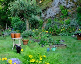 Black cat, raised beds & terra cotta pots in country garden growing Welsh poppies flowers and vegetables