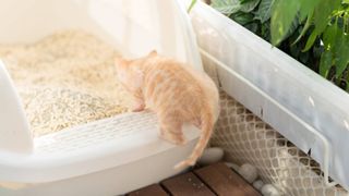how to litter train a kitten