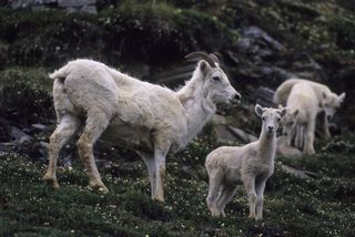 Several white Dall sheep on Cathedral Mountain in Alaska's Denali National Park and Preserve