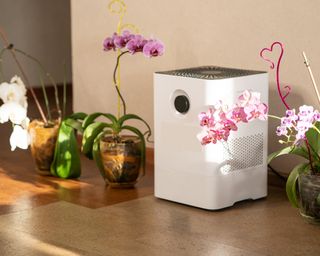 Orchids next to humidifier