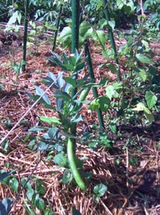 broad beans