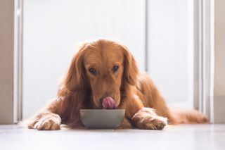 A dog licks its nose while laying in front of a bowl of food. 