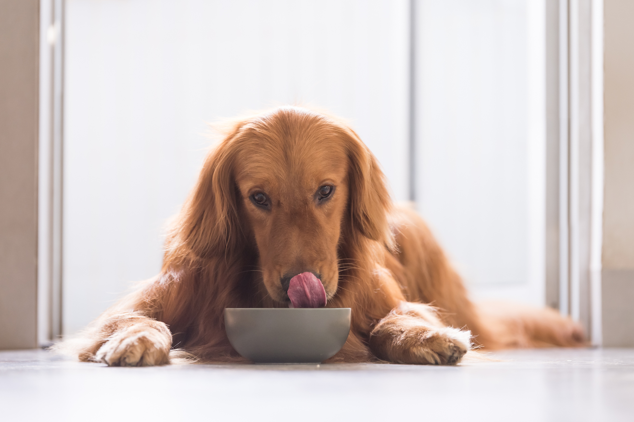 Best dog food for dogs hot sale with diabetes