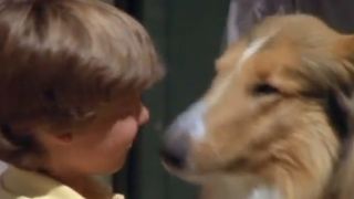 A scene from The New Lassie