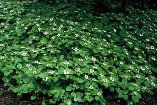 best ground cover plants