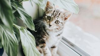 Tabby kitten sitting on windowsill beside plant