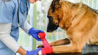 Vet bandaging dog's paw