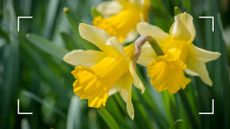  picture of yellow daffodils 