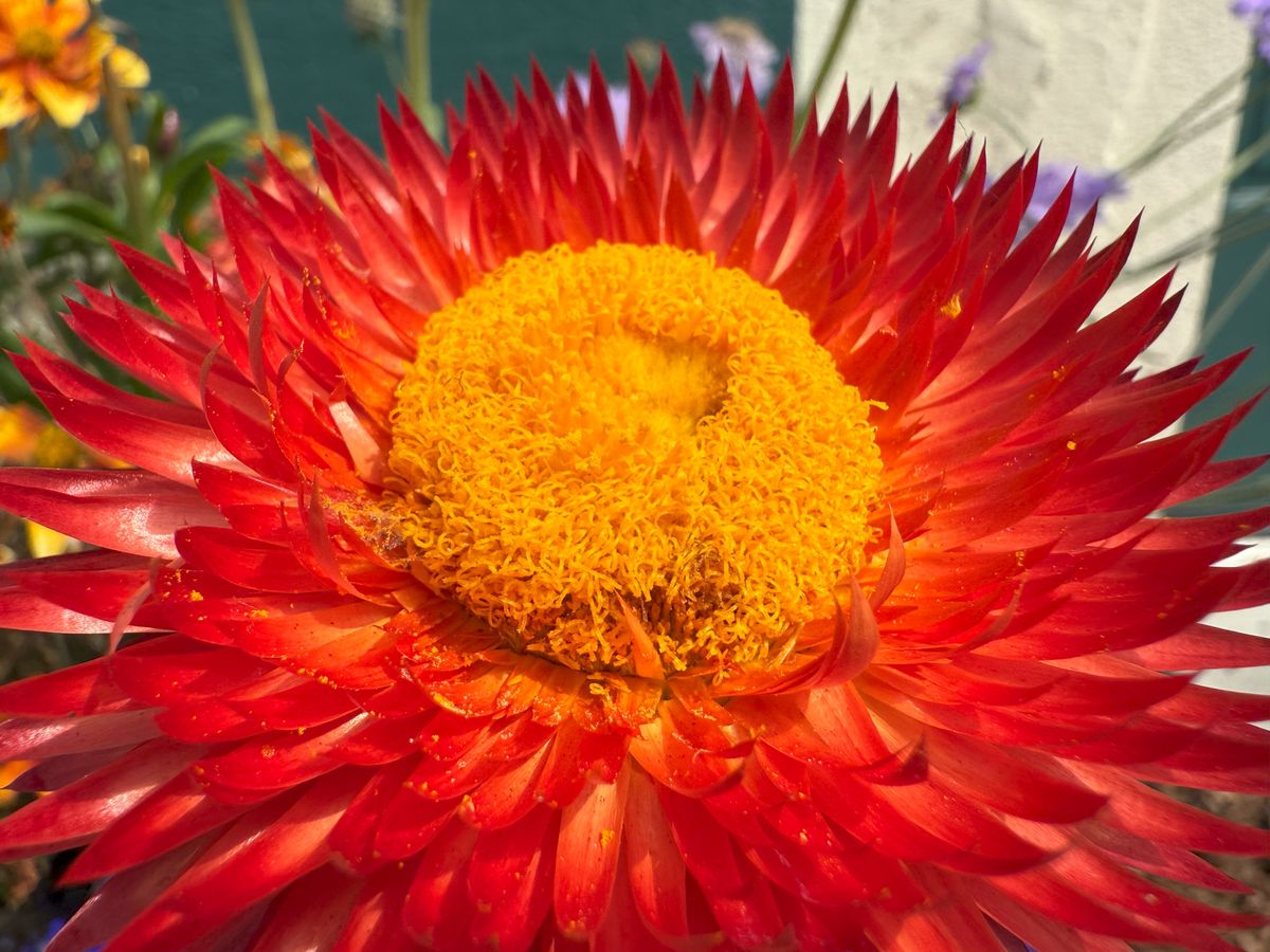 Apple iPhone 16 Pro macro sample.