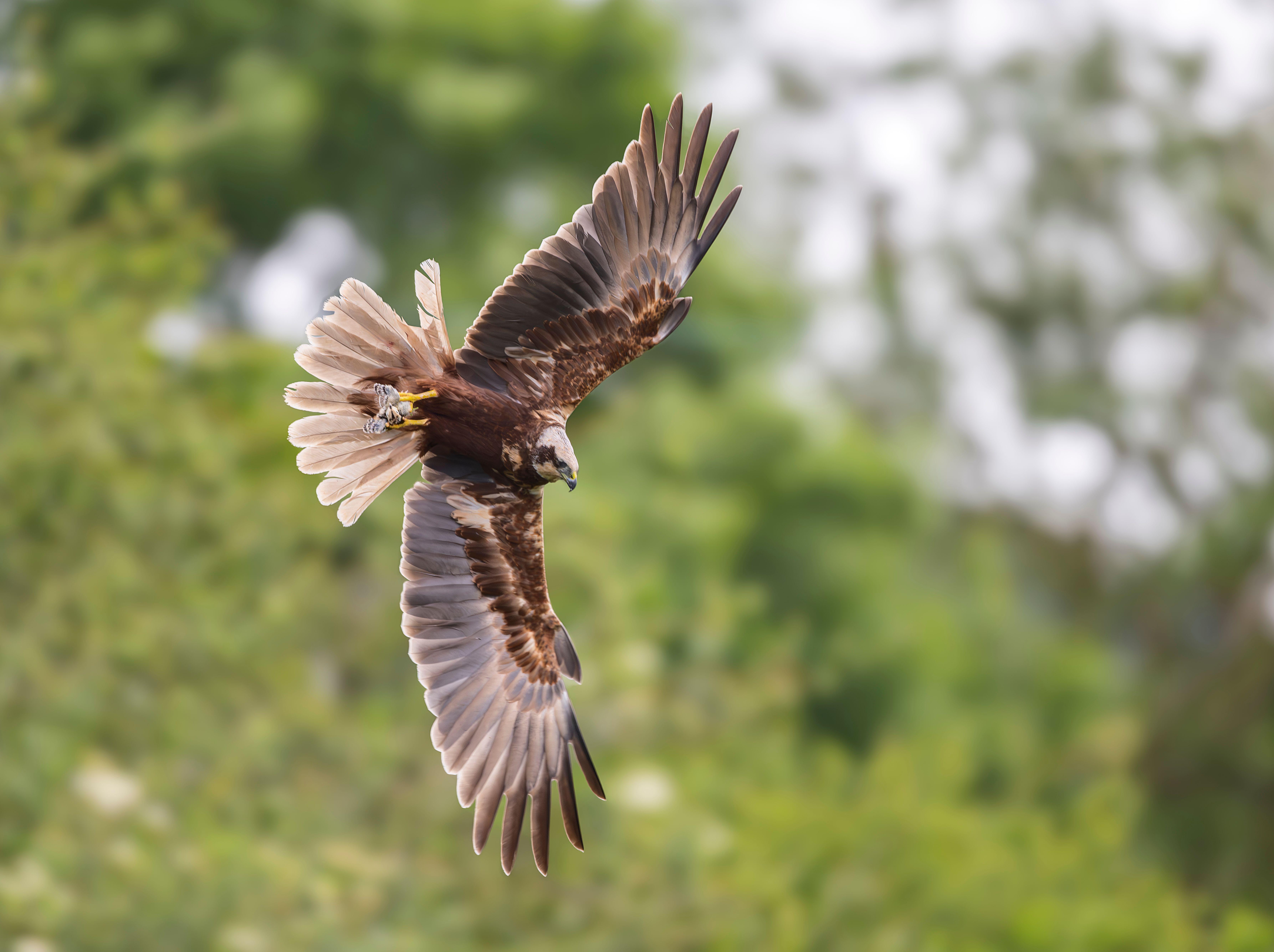 A Marsh Harrier soars, it has brown winds fanned out and spread wide