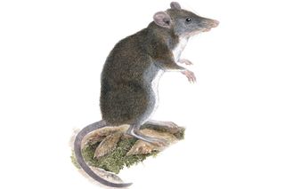 An illustration showing the tweezer-beaked rat Rhynchomys labo.