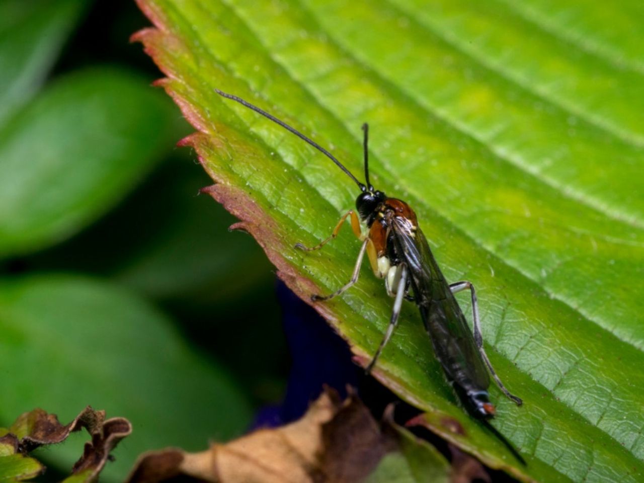 Predatory Wasp On A Plant