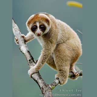 slow loris primate from Borneo