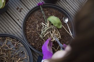 someone repotting an orchid