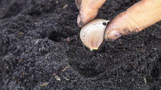 Someone planting a clove up garlic by hand up close