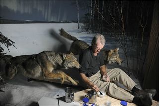 The addition of new, energy-efficient lights to the wolf diorama caused a problem: Their shadows that didn’t match the setting of a moonlit December night on the southern shore of Gunflint Lake in northern Minnesota. Museum artist Stephen C. Quinn mixes pigments to re-create the illusion of shadows on snow.
