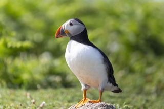 Puffin