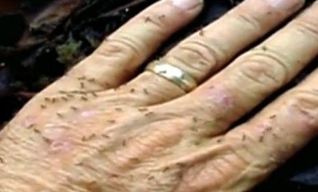 Tiny ants with a nasty bite crawl over an exterminator&amp;#039;s hand.