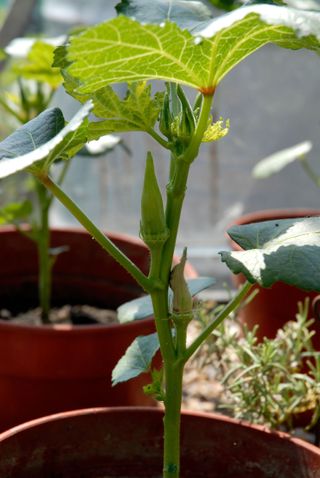 Okra growing in a pot