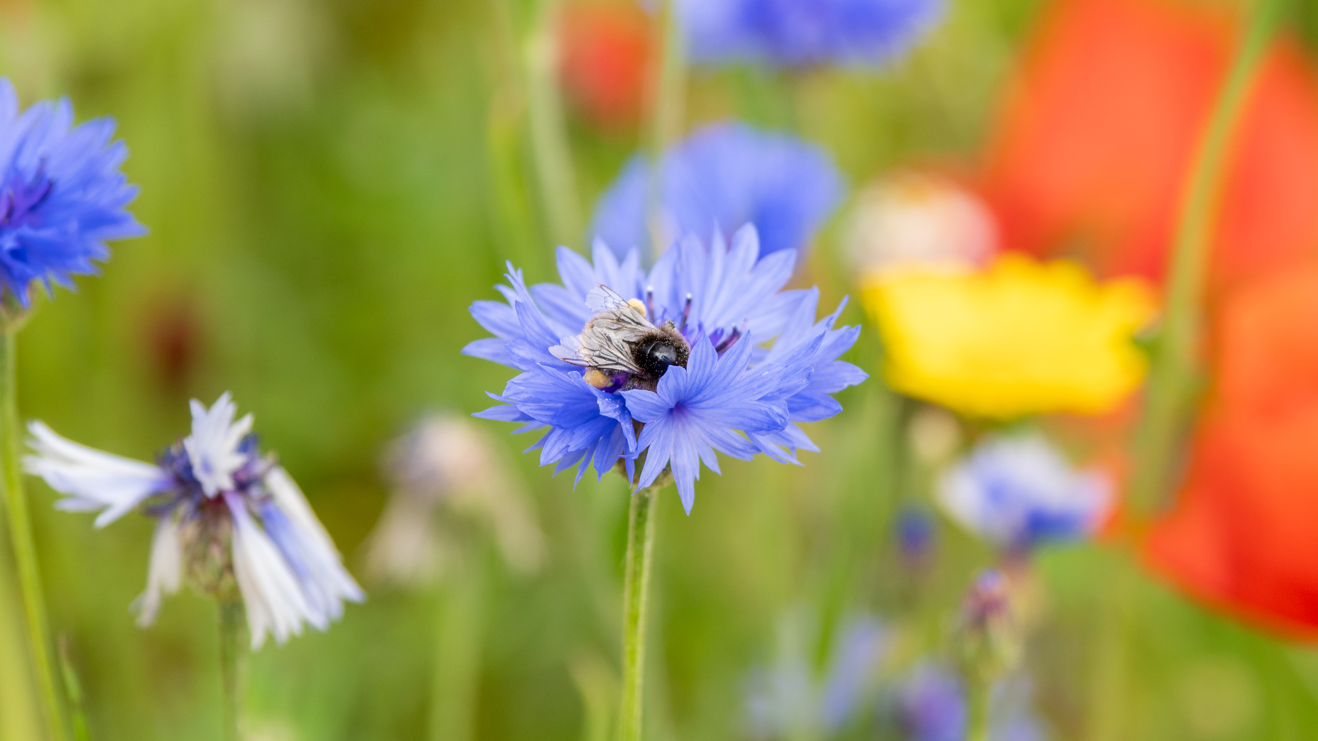 Bumblebee in a blue flower in a field