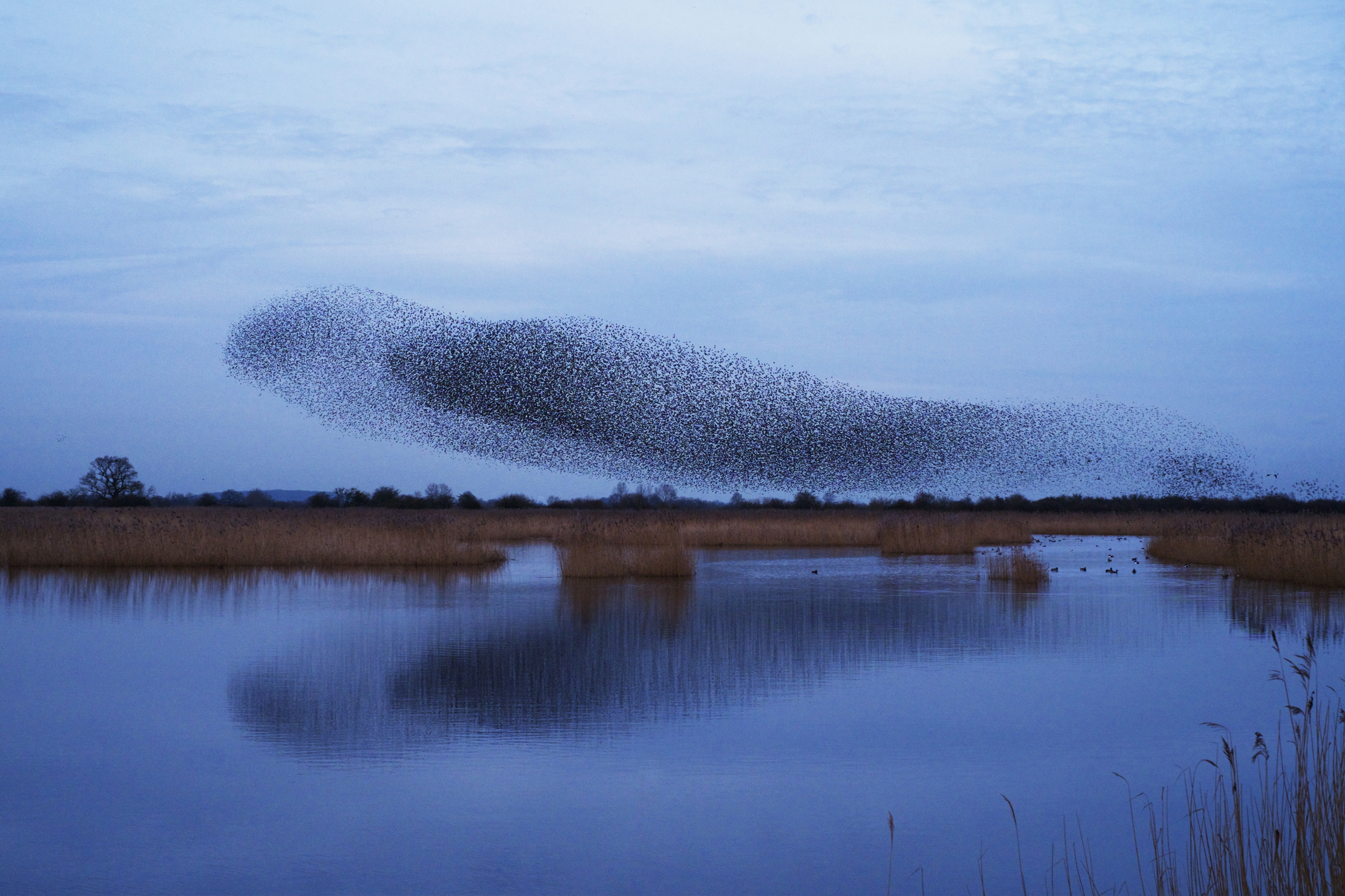 A murmuration