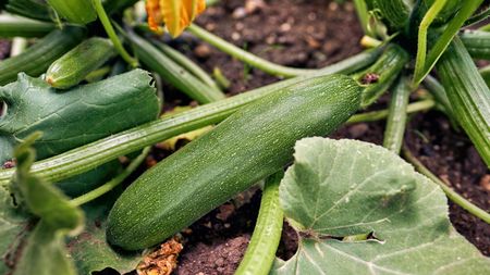 A ripe zucchini on a plant in the vegetable garden