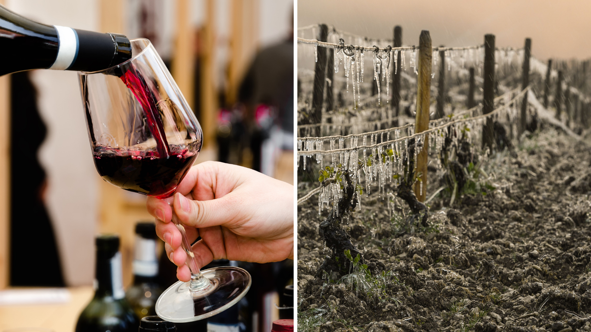 Les prix des vins français pourraient augmenter avec le gel des vignobles
