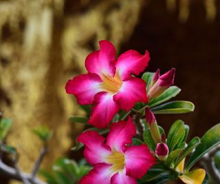 Desert rose with pink flowers