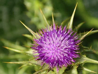 Purple Silybum Milk Thistle